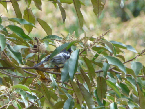 White-bellied Tit (Melaniparus albiventris), photo 8