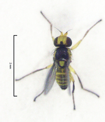 Liriomyza chenopodii