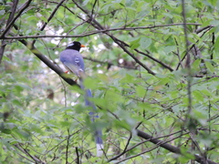 Urocissa flavirostris