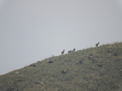 Cervus hanglu hanglu