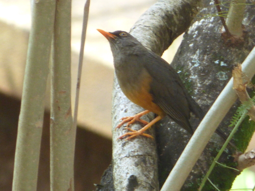Abyssinian Thrush (Turdus abyssinicus), photo 8