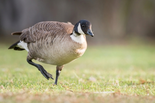 Barnacla canadiense chica (Branta hutchinsii)