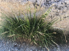 Carex congdonii