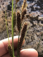 Carex congdonii