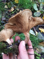 Paxillus rubicundulus