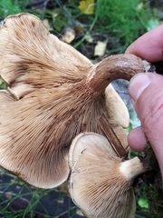 Paxillus rubicundulus
