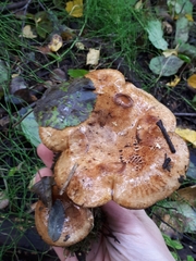 Paxillus rubicundulus