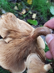 Paxillus rubicundulus
