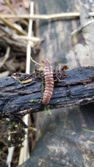 Polydesmus complanatus