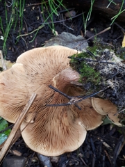 Paxillus rubicundulus