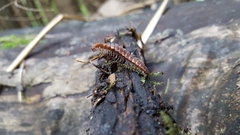 Polydesmus complanatus