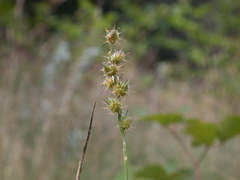 Cenchrus longispinus