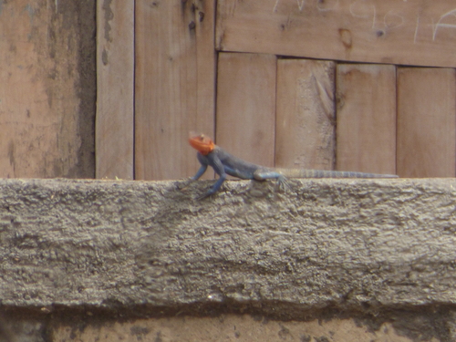 Ngong Agama, Agama hulbertorum