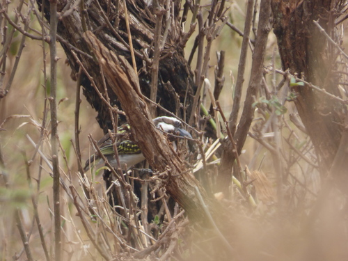 Black-throated Barbet (Tricholaema melanocephala)