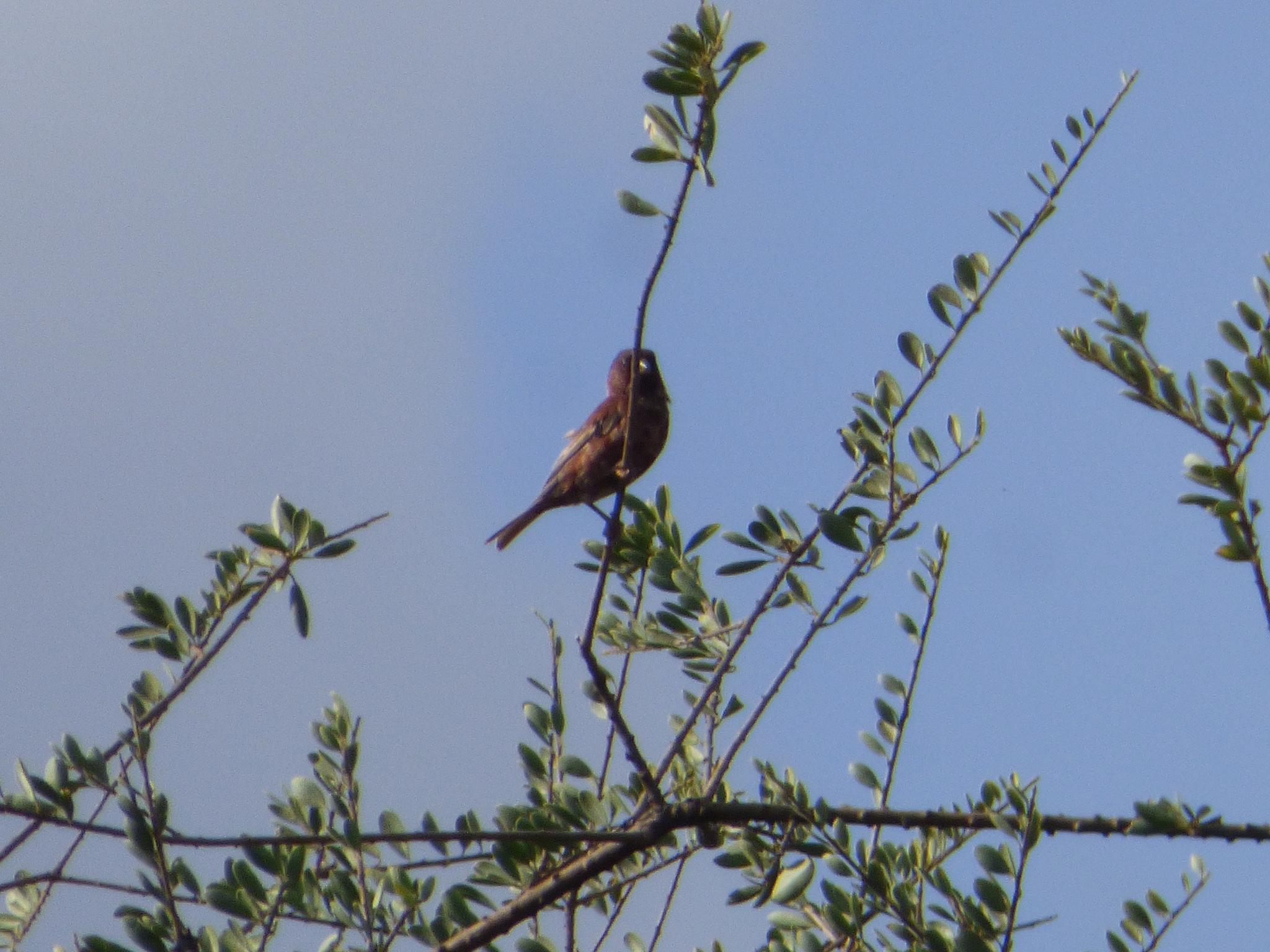 Chestnut Sparrow (Passer eminibey), photo 6