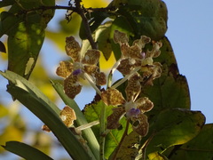 Vanda tessellata