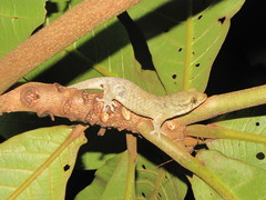 Geckolepis maculata