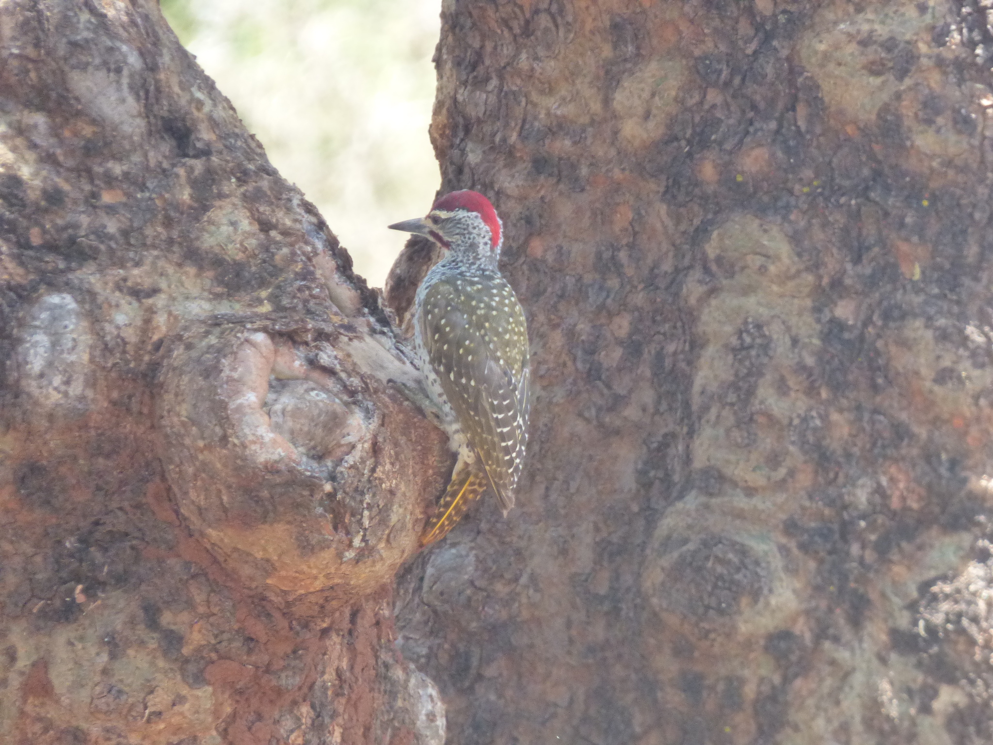 Nubian Woodpecker (Campethera nubica), photo 3