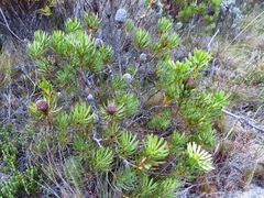 Leucadendron platyspermum