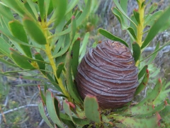 Leucadendron platyspermum