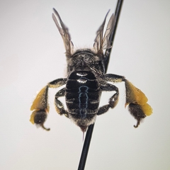 Dark-footed Yellow Loosestrife Bee