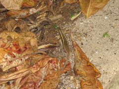 Zonosaurus madagascariensis