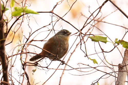 Grey-throated Warbling Finch (Microspingus cabanisi), photo 5