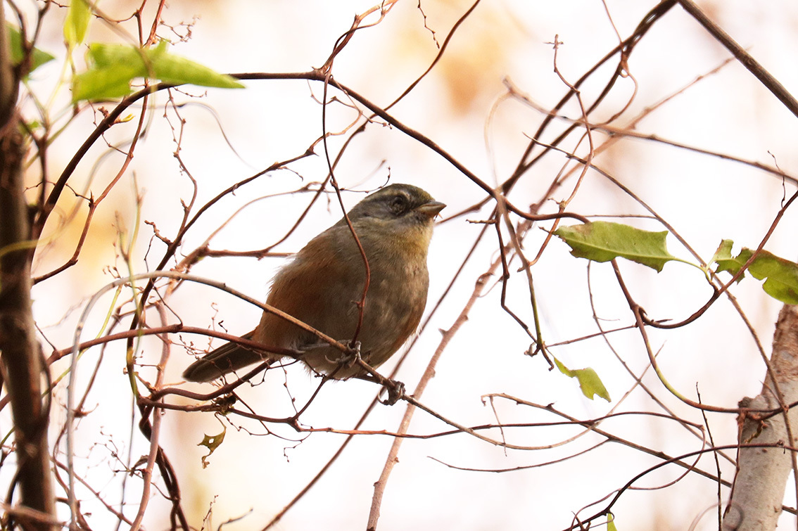 Grey-throated Warbling Finch (Microspingus cabanisi), photo 5