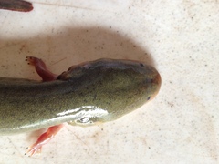 Siren intermedia