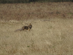 Canis aureus indicus