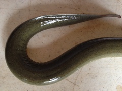 Siren intermedia