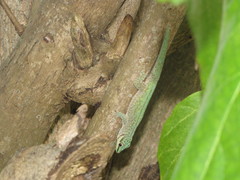 Phelsuma abbotti chekei