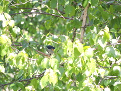 Tarsiger rufilatus