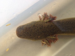 Siren intermedia