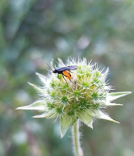 Bracon otiosus