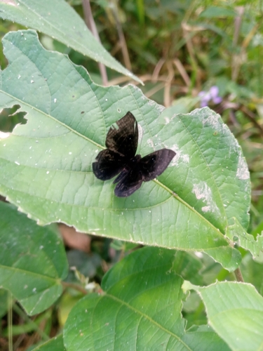 Mesosemia myrmecias