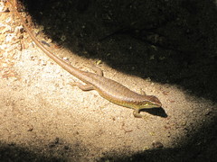 Trachylepis comorensis