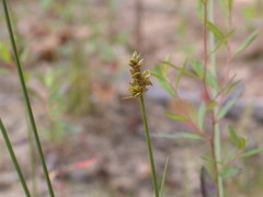 Carex muehlenbergii
