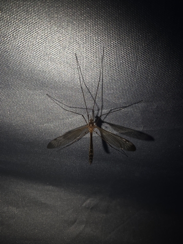 Tipula apicalis