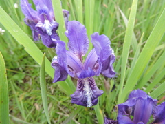 Iris