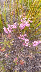 Erica gnaphaloides