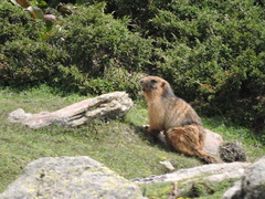Marmota caudata