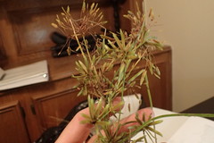 Cyperus oxylepis
