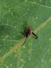 Diacrita