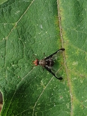Diacrita