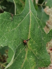 Diacrita