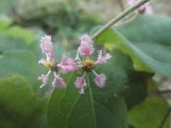 Malpighia diversifolia