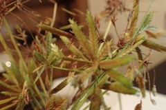 Cyperus oxylepis