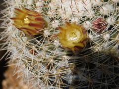 Mammillaria petrophila
