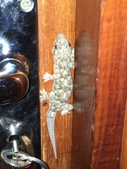 Hemidactylus platycephalus